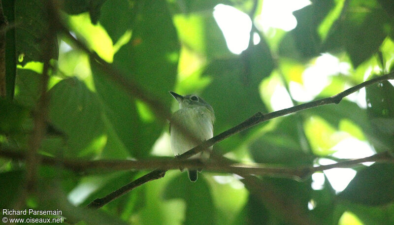 Short-tailed Pygmy Tyrantadult