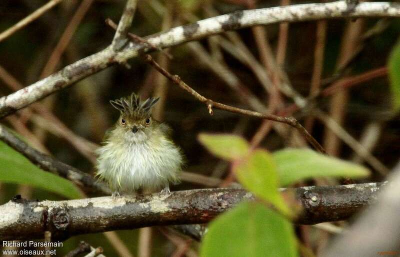 Helmeted Pygmy Tyrantadult