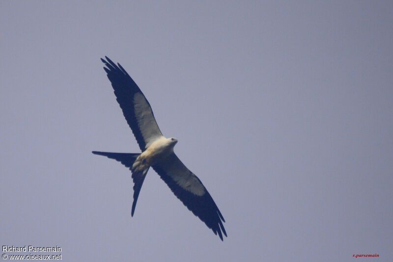 Swallow-tailed Kiteadult, Flight