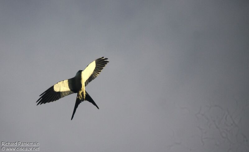 Swallow-tailed Kiteadult, Flight