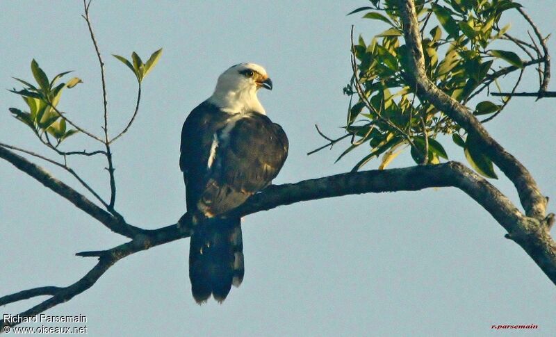 Grey-headed Kiteadult