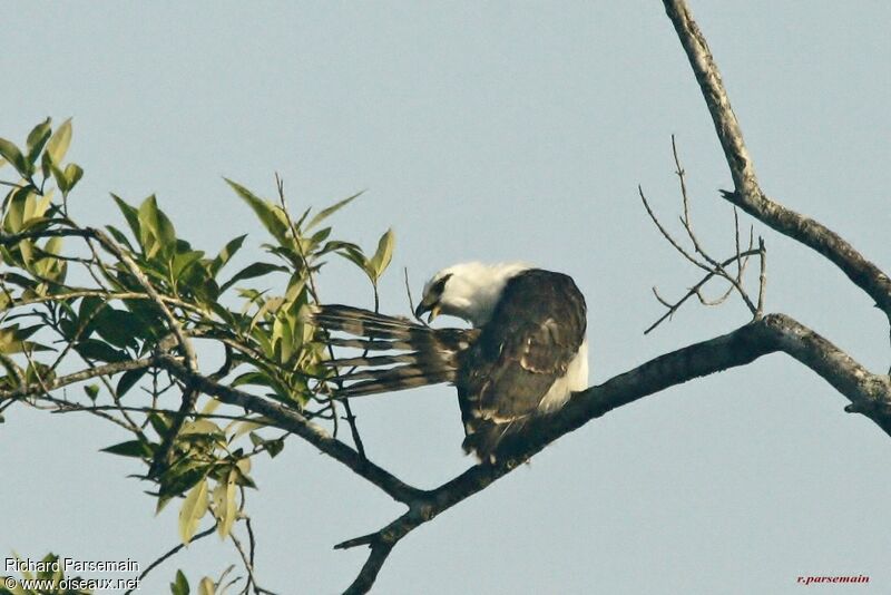 Grey-headed Kiteadult