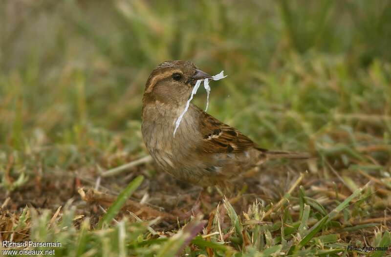 Moineau domestiqueadulte, Nidification