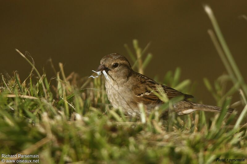 House Sparrowadult