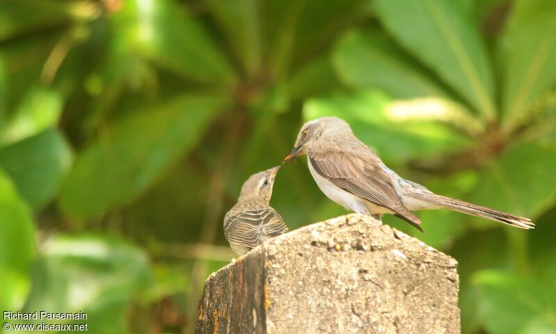 Tropical Mockingbirdadult