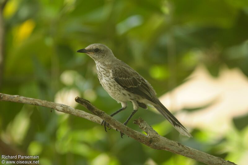 Tropical Mockingbirdadult