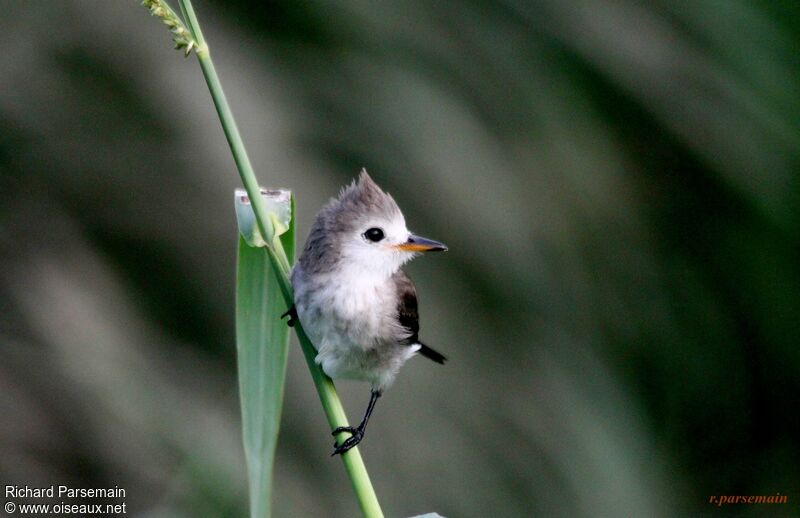 White-headed Marsh Tyrant female adult