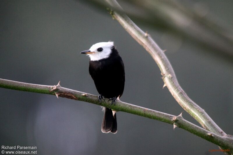 White-headed Marsh Tyrant male adult