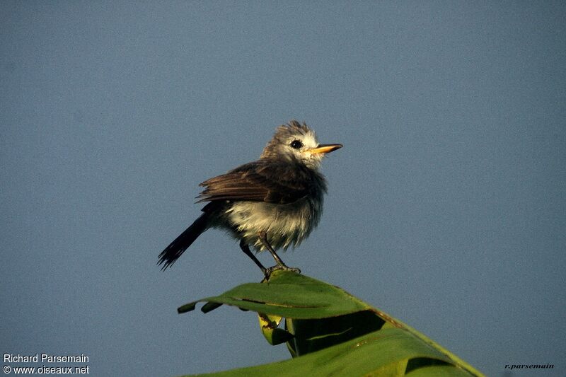 White-headed Marsh Tyrant female adult