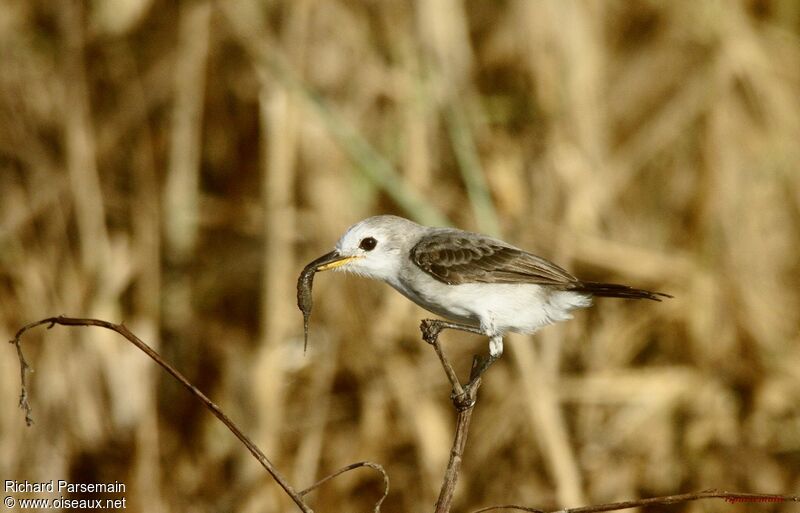 White-headed Marsh Tyrantadult