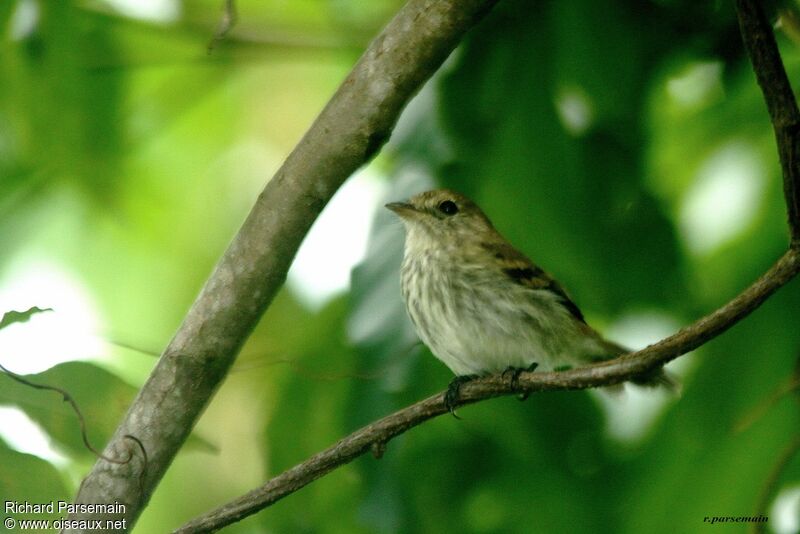 Bran-colored Flycatcheradult