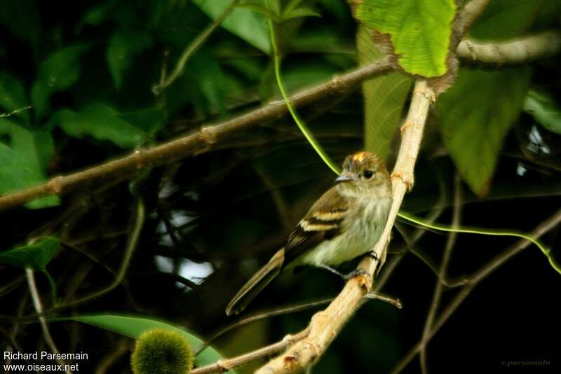 Bran-colored Flycatcher male adult, identification, pigmentation