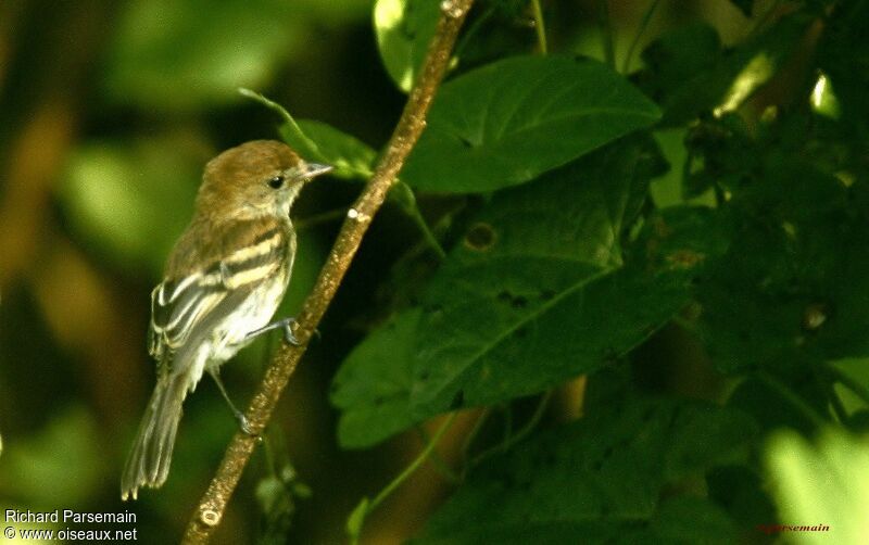 Bran-colored Flycatcheradult