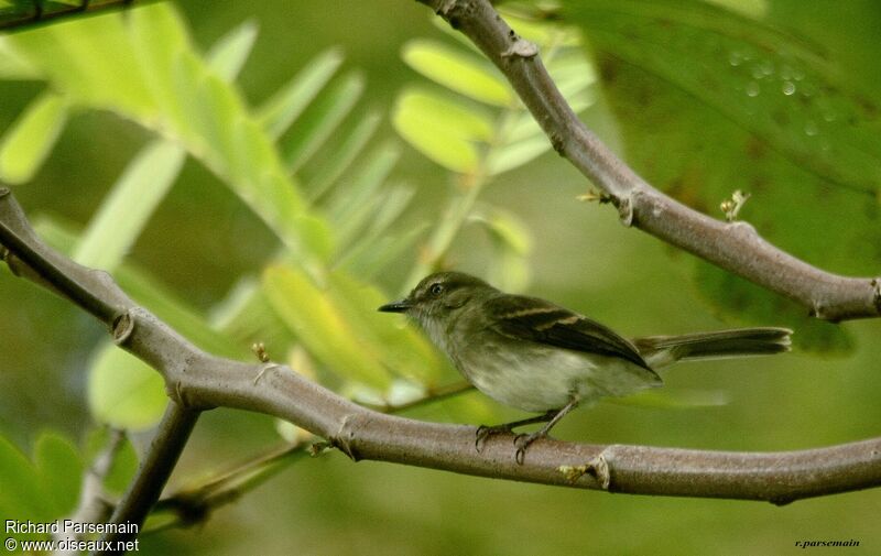 Fuscous Flycatcheradult