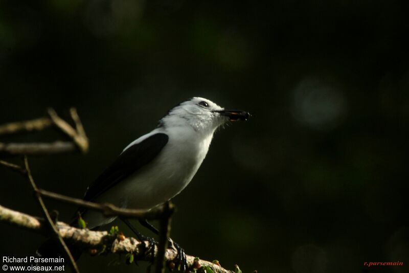 Pied Water Tyrantadult