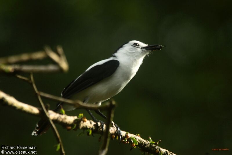 Pied Water Tyrantadult