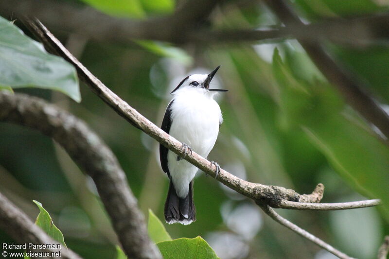 Pied Water Tyrantadult