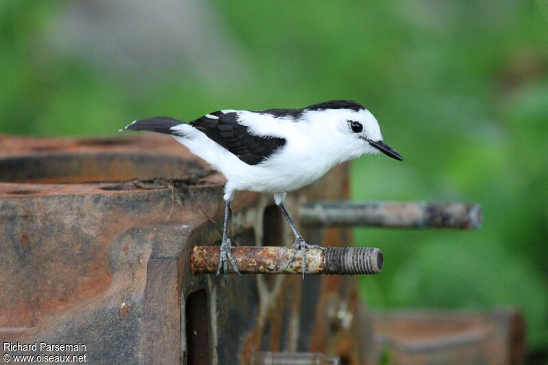 Pied Water Tyrantadult