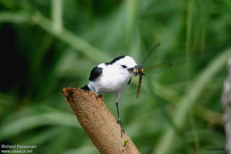 Pied Water Tyrantadult, fishing/hunting