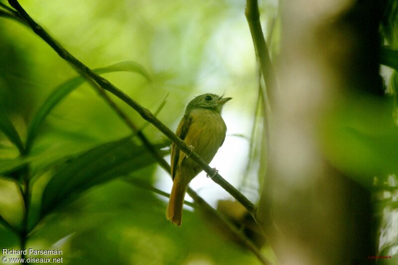 Ruddy-tailed Flycatcheradult