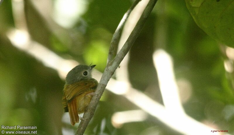 Ruddy-tailed Flycatcheradult