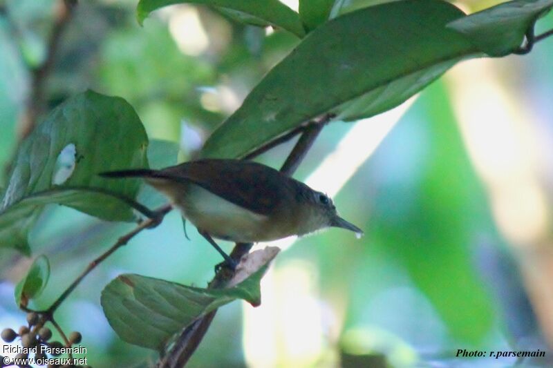 White-flanked Antwren female adult