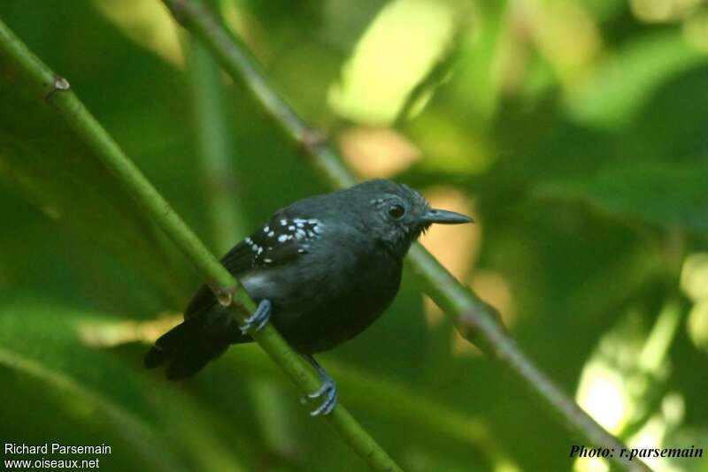 White-flanked Antwren male adult, close-up portrait, Behaviour