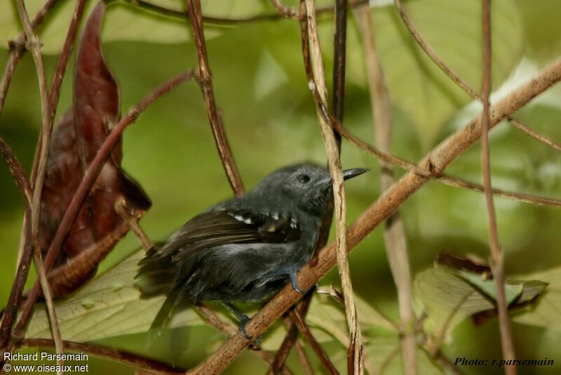 White-flanked Antwrenimmature