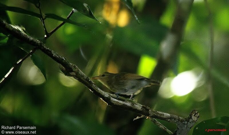 Brown-bellied Stipplethroatadult