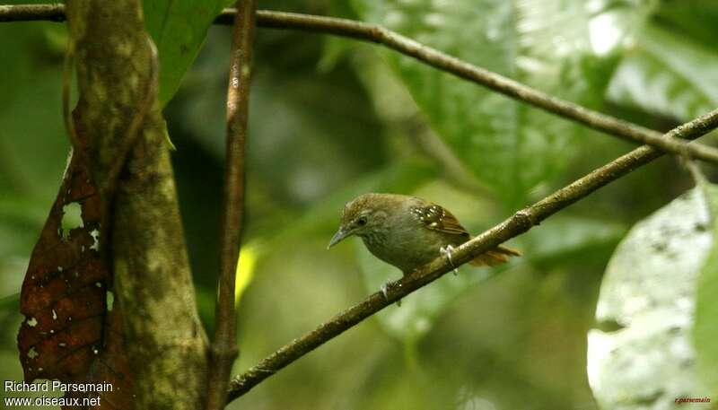 Brown-bellied Stipplethroat male