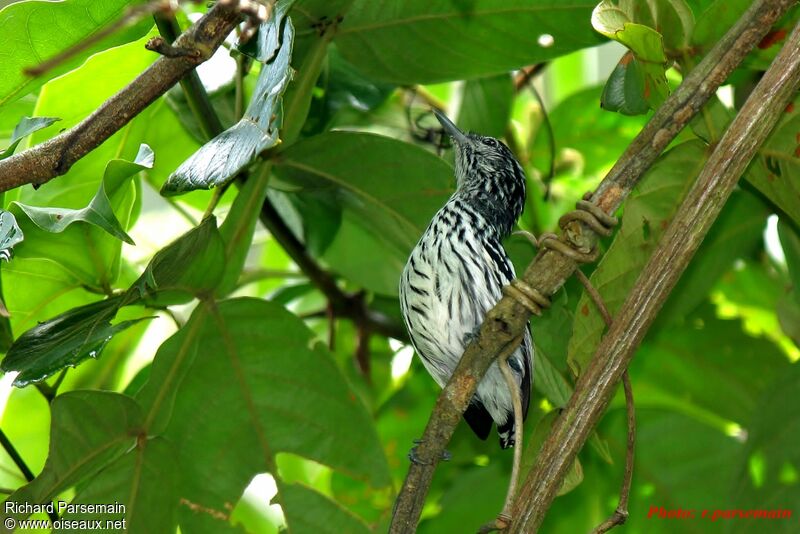 Guianan Streaked Antwren male adult