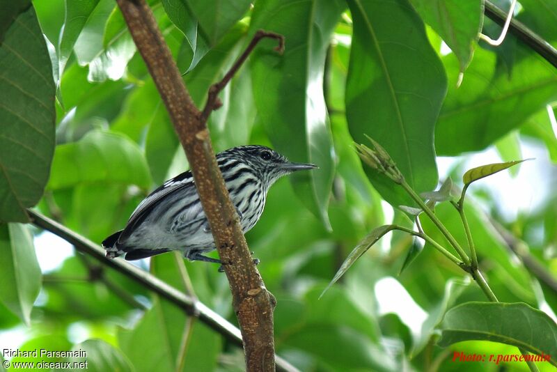 Guianan Streaked Antwren male adult