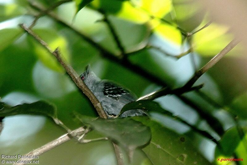 Grey Antwrenadult