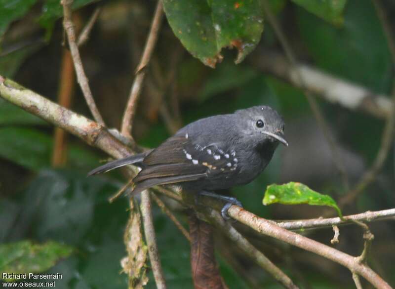 Long-winged Antwren male adult, identification