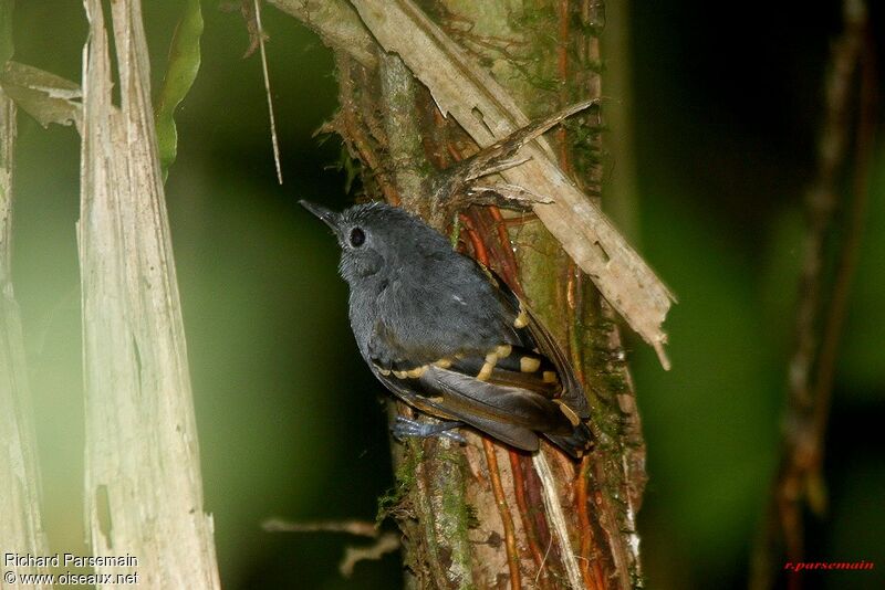 Rufous-bellied Antwren female adult