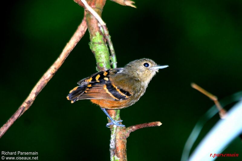 Rufous-bellied Antwrenadult