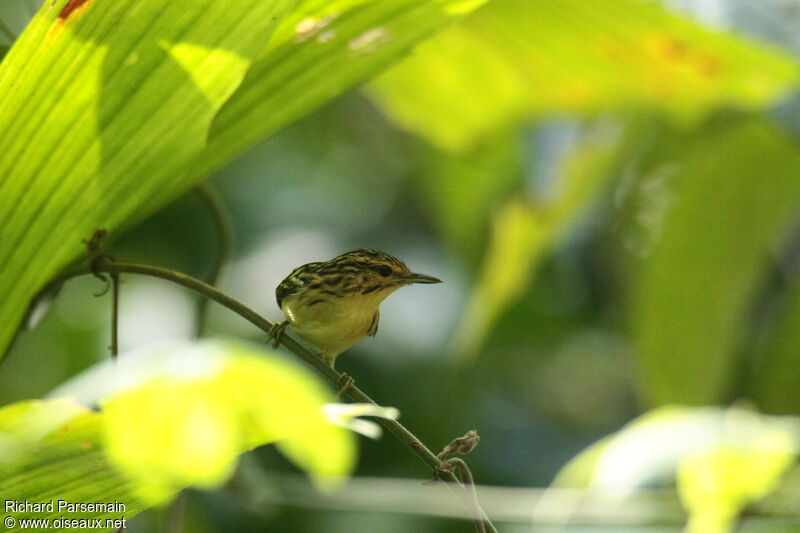 Pygmy Antwren female adult, eats