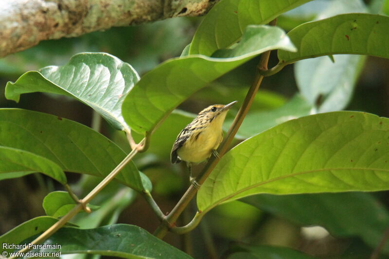 Pygmy Antwren