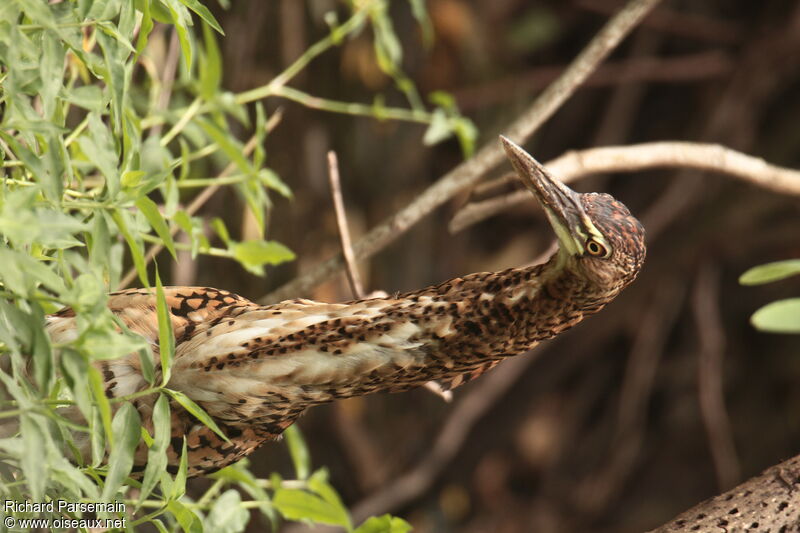 Onoré rayéimmature, pêche/chasse