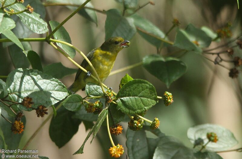 Violaceous Euphonia female adult