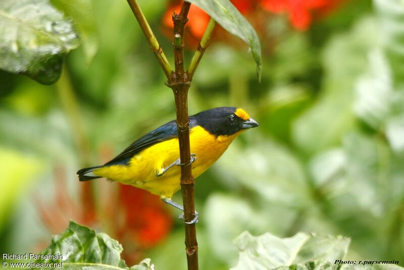 Violaceous Euphonia male adult