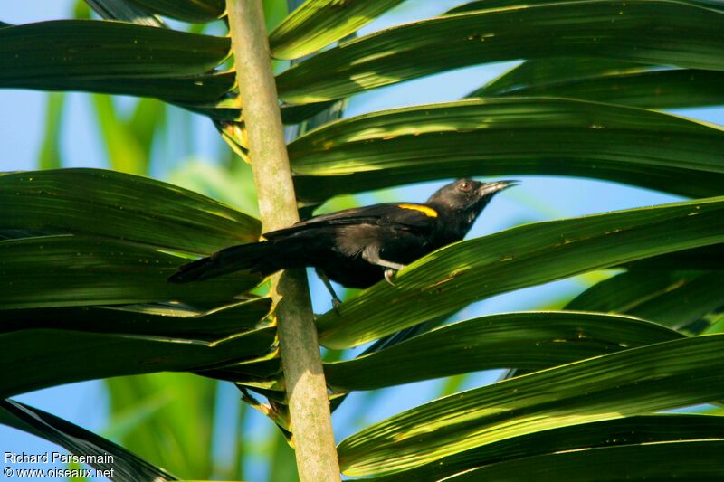 Oriole à épaulettesadulte