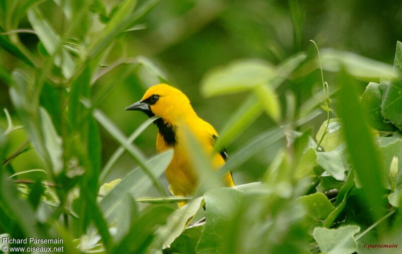 Oriole jauneadulte