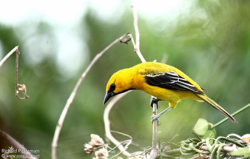 Oriole jauneadulte