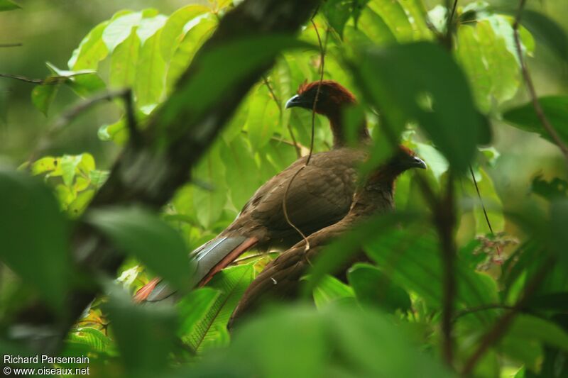 Ortalide motmot adulte