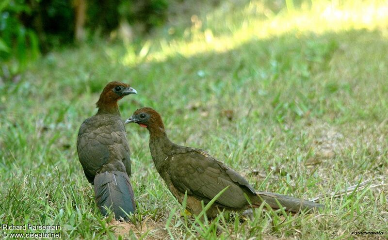 Ortalide motmot adulte