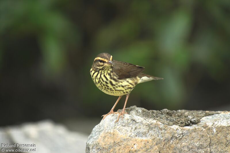 Paruline des ruisseaux