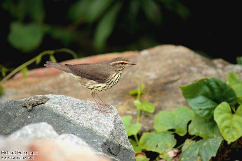 Paruline des ruisseauxadulte, identification