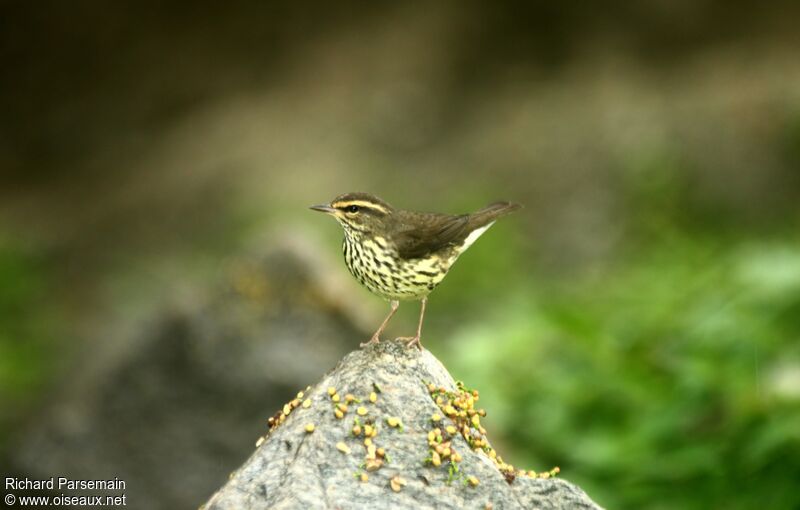 Paruline des ruisseaux