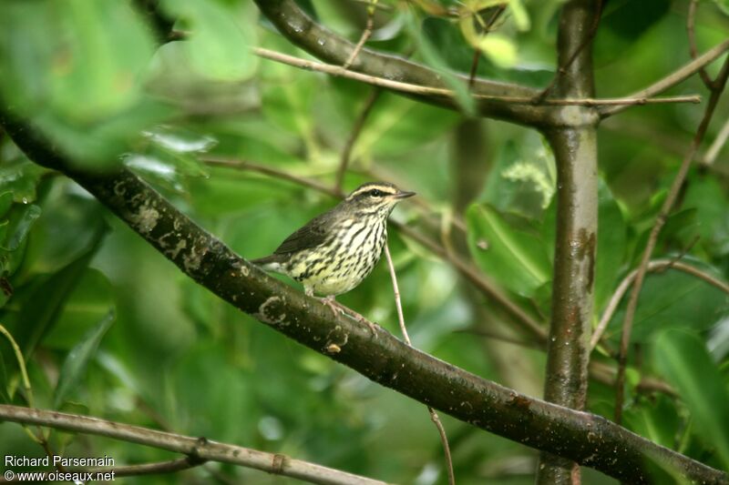 Paruline des ruisseaux